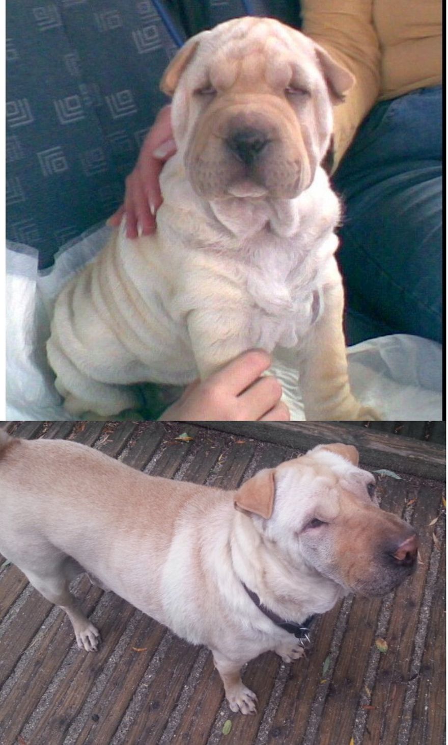 Ginger (aka Gini) 2007 - 2015