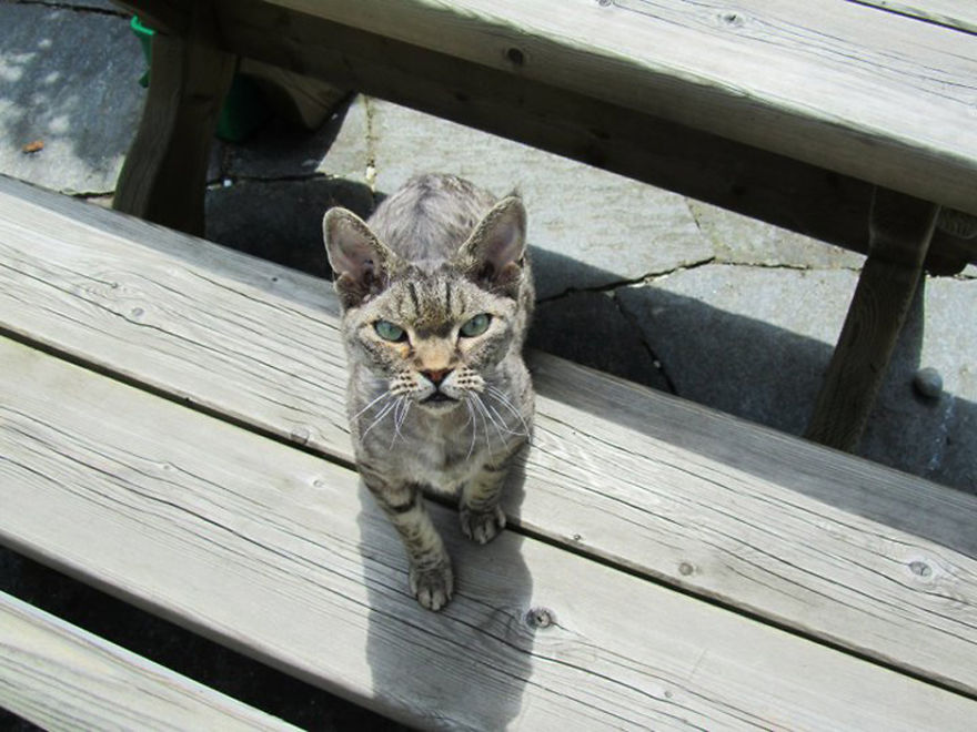 Gollum Gives Me That "where Have You Been?" Look When I Come Home.