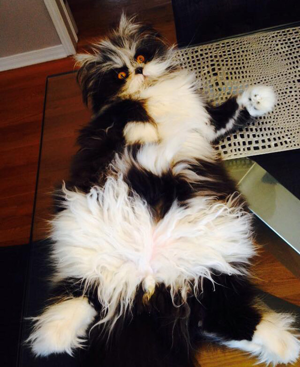 hairy-cat-death-stare-atchoum-11 hairy-cat-death-stare-atchoum-11