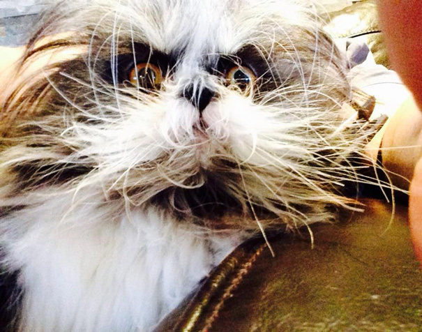 hairy-cat-death-stare-atchoum-13 hairy-cat-death-stare-atchoum-13