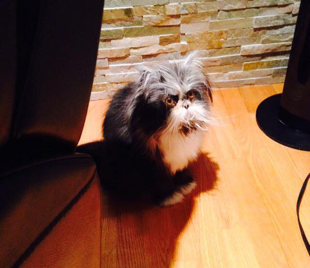 hairy-cat-death-stare-atchoum-17 hairy-cat-death-stare-atchoum-17