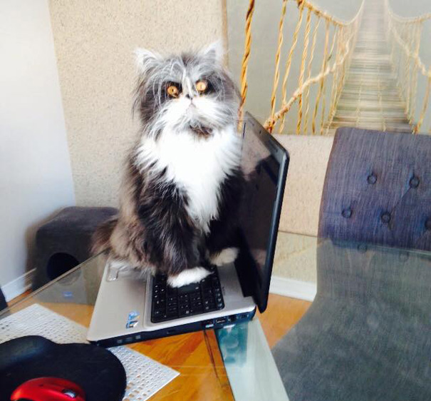 hairy-cat-death-stare-atchoum-18 hairy-cat-death-stare-atchoum-18