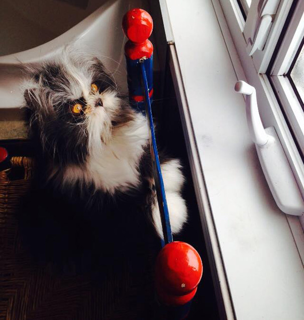 hairy-cat-death-stare-atchoum-2 hairy-cat-death-stare-atchoum-2