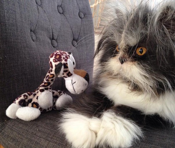 hairy-cat-death-stare-atchoum-21 hairy-cat-death-stare-atchoum-21