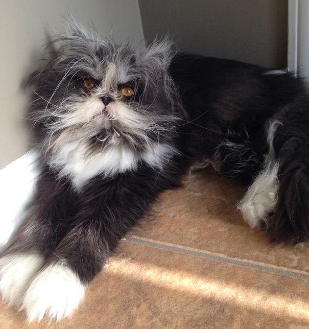 hairy-cat-death-stare-atchoum-24 hairy-cat-death-stare-atchoum-24