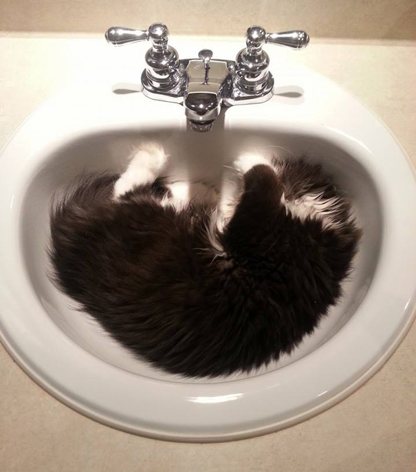 hairy-cat-death-stare-atchoum-27 hairy-cat-death-stare-atchoum-27