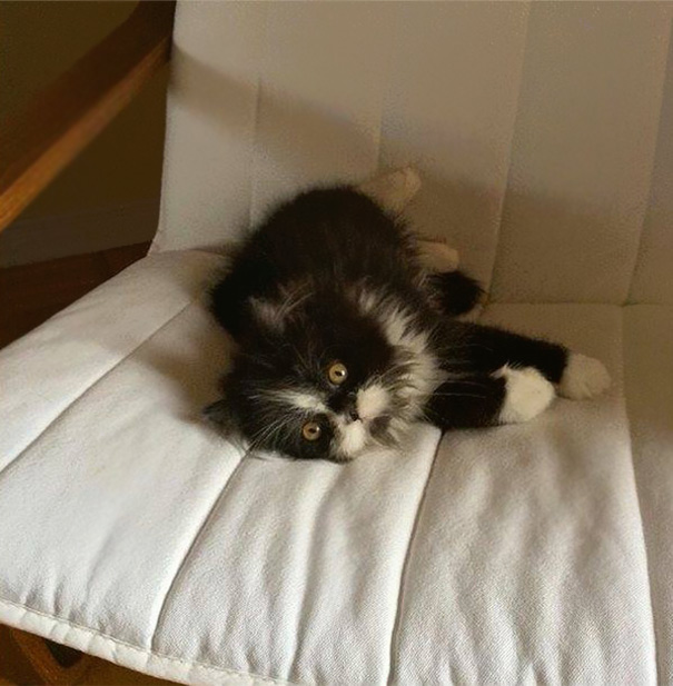 hairy-cat-death-stare-atchoum-28 hairy-cat-death-stare-atchoum-28