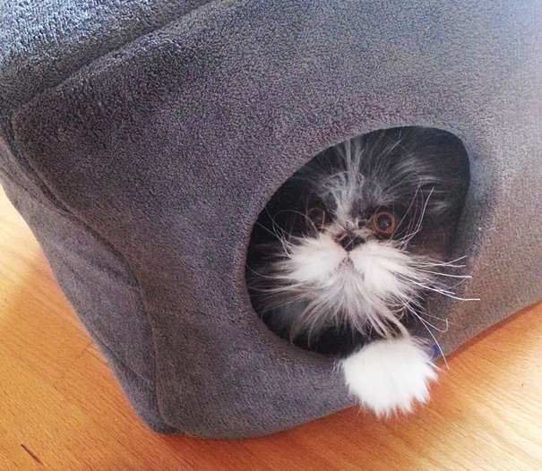 hairy-cat-death-stare-atchoum-29 hairy-cat-death-stare-atchoum-29