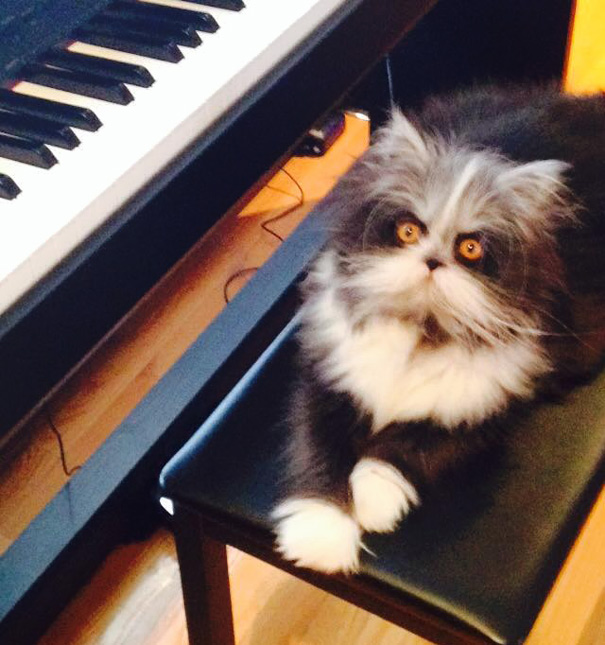 hairy-cat-death-stare-atchoum-30 hairy-cat-death-stare-atchoum-30