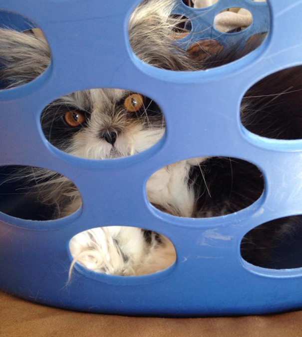 hairy-cat-death-stare-atchoum-4 hairy-cat-death-stare-atchoum-4