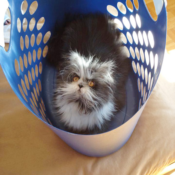 hairy-cat-death-stare-atchoum-5 hairy-cat-death-stare-atchoum-5