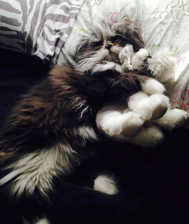 hairy-cat-death-stare-atchoum-8 hairy-cat-death-stare-atchoum-8