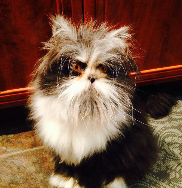 hairy-cat-death-stare-atchoum-9 hairy-cat-death-stare-atchoum-9