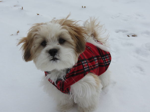 Shichon (teddy Bear Puppy)