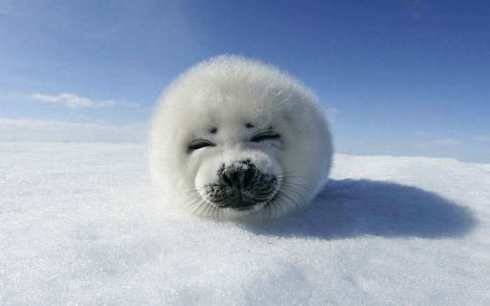 Harp Seal Baby