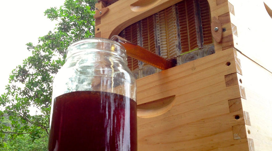 honey-on-tap-flow-hive-stuart-cedar-anderson-5