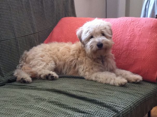 Wheaten Terrier Mix