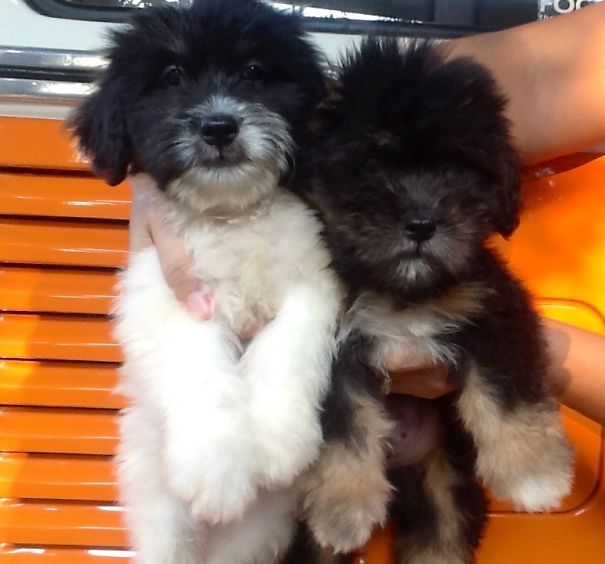 Mix Terrier Shih Tzu Brothers