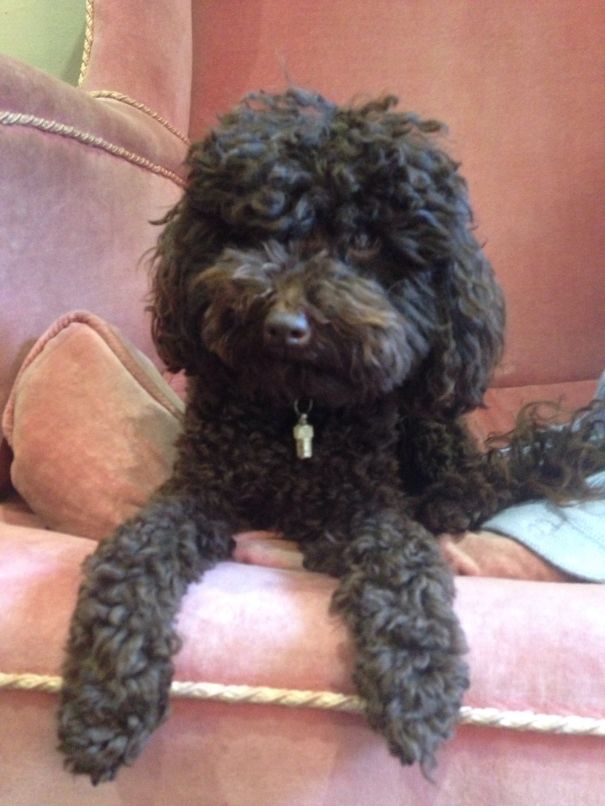Shackleton The Toy Poodle