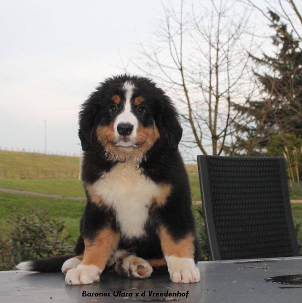 Bernese Mountaindog 10 Weeks Old.
