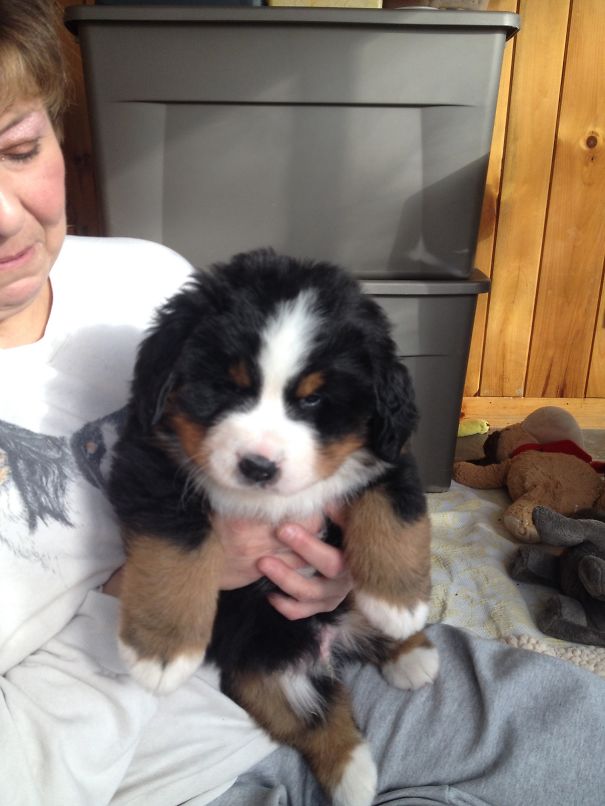 Bernese Mountain Dog Puppy