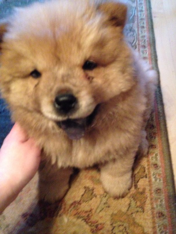Chow Chow Puppy