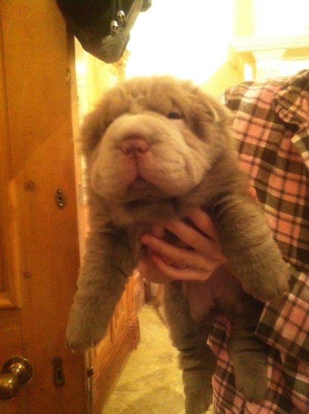 Bearcoat Shar Pei