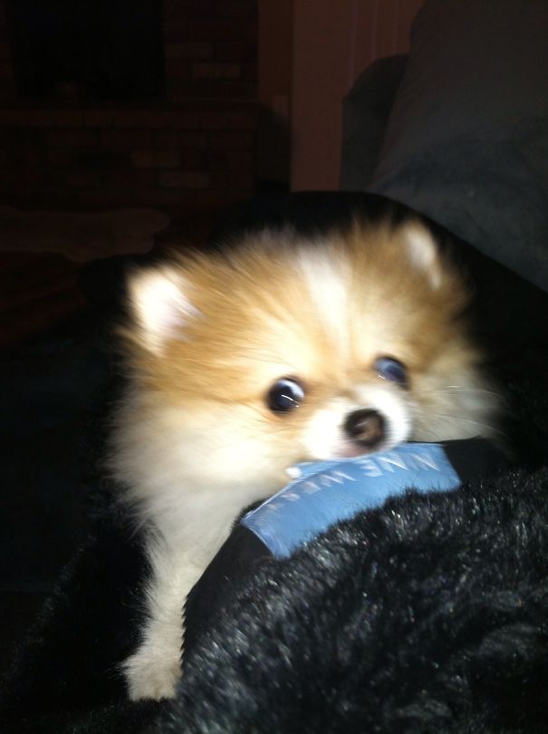 Misha The Pomeranian Puppy