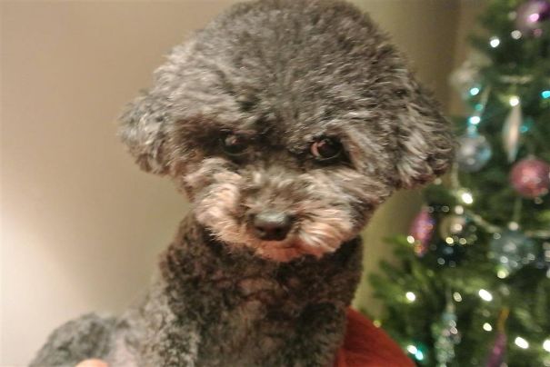 Bichon/poodle Bichpoo