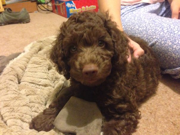 Hugo The Labradoodle