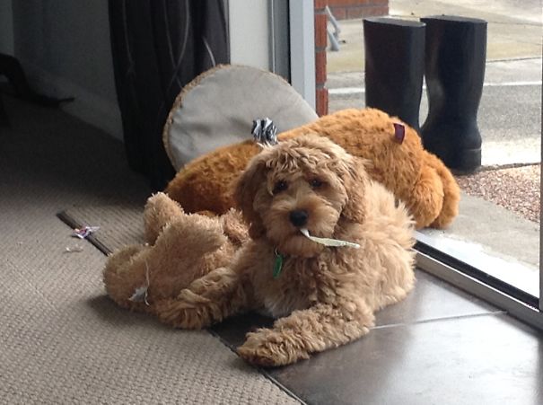 Australian Cobberdog