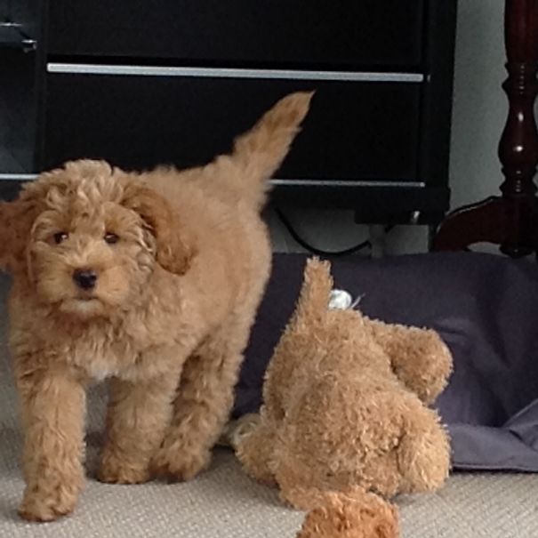 Australian Cobberdog