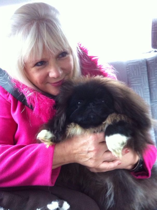 Pekingese Puppy