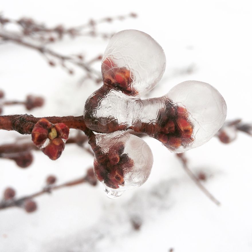 Frozen Buds