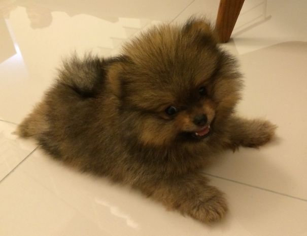 Pomeranian Puppy