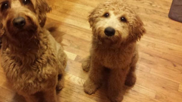 My Wittle Golden Doodle 