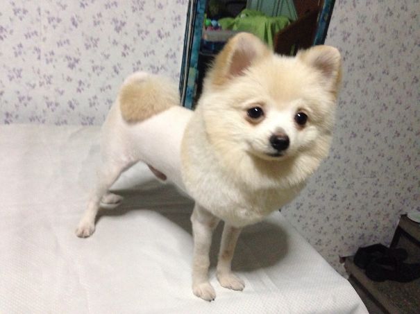 Pomeranian W/ Lion Cut Hair