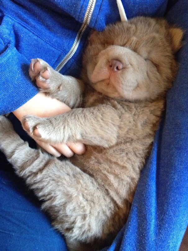 Sleepy Bear Coat Shar-pei