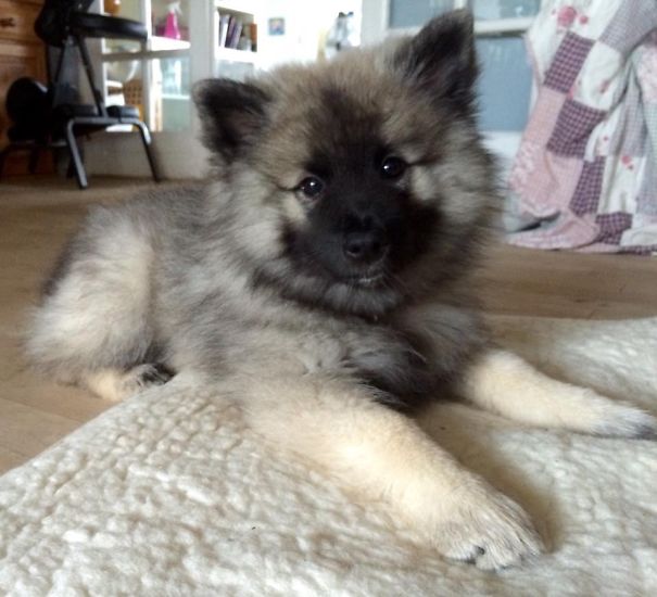 Keeshond: Karmas A Bitch! 11 Weeks Old ❤️