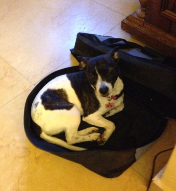 What Dog?! I'm A Sawing Machine...