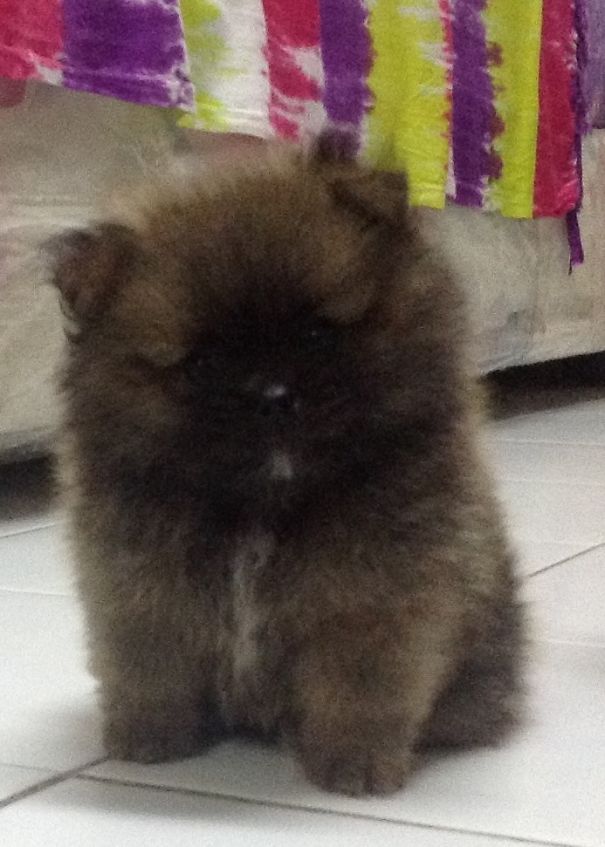 Bobo "the Bear". Nearly 2 Months Pom Puppy.