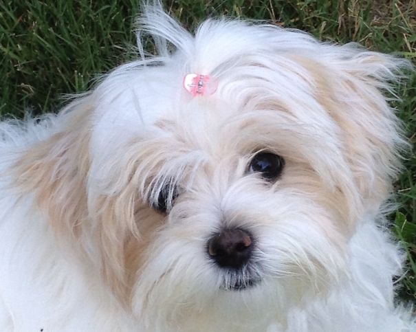 Gracie-girl (maltipoo)