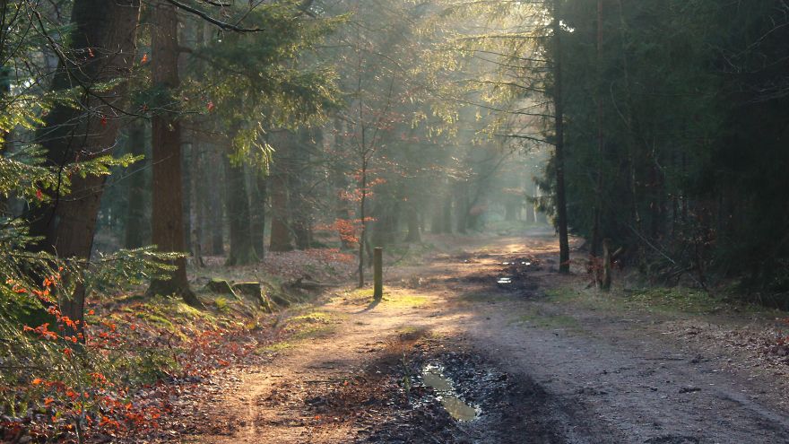 Haagse Bos, The Netherlands