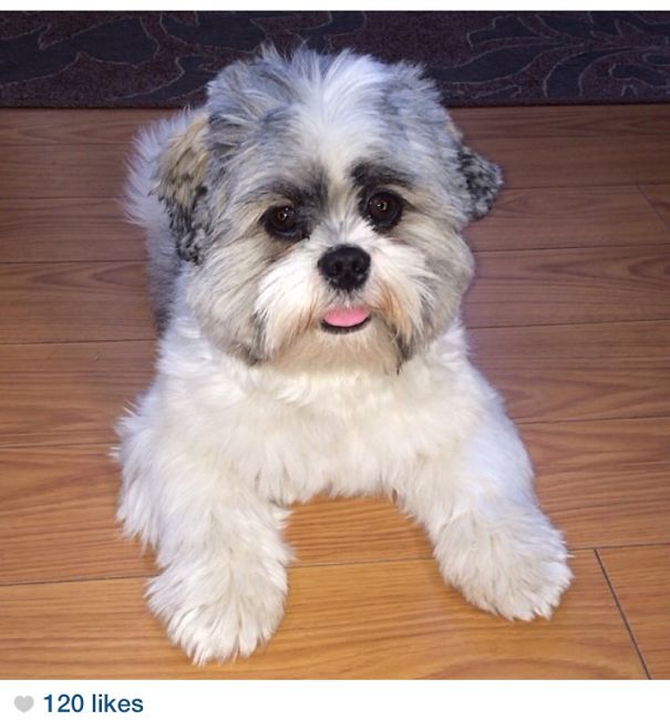 My Real Life Size Teddy Bear, I Wished He Spoke..