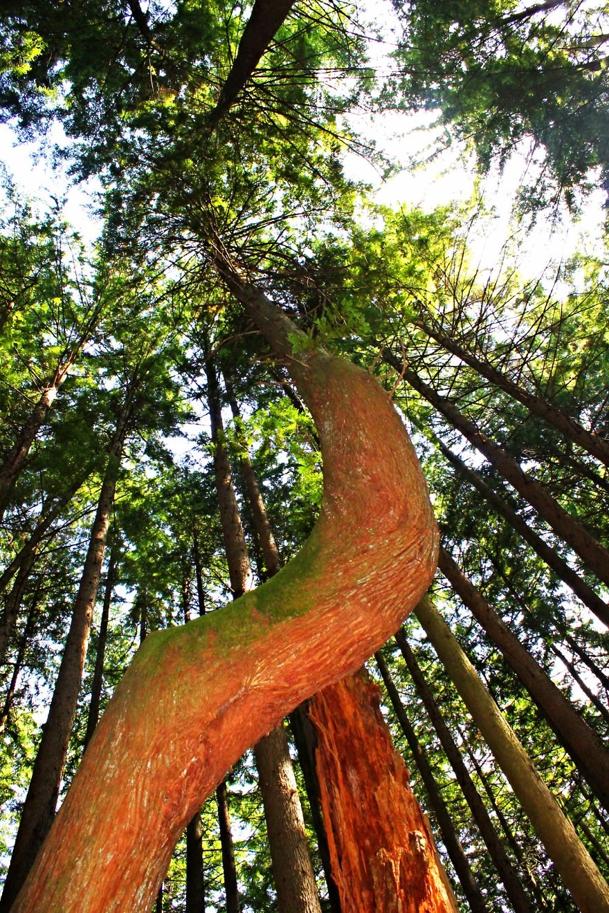 Lynn Peak Twisted Cedar Giant, British Columbia.