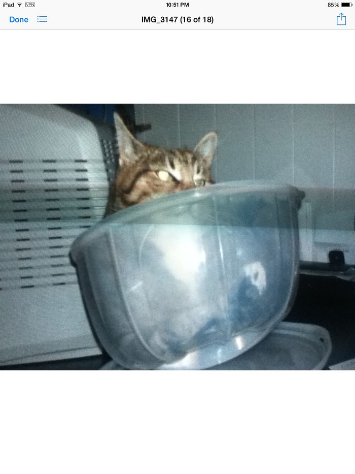 In A Cake Holder Lid