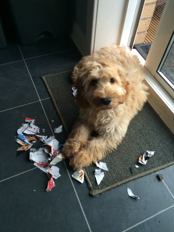 Cockapoo Puppy Mixed With Teddy Bear