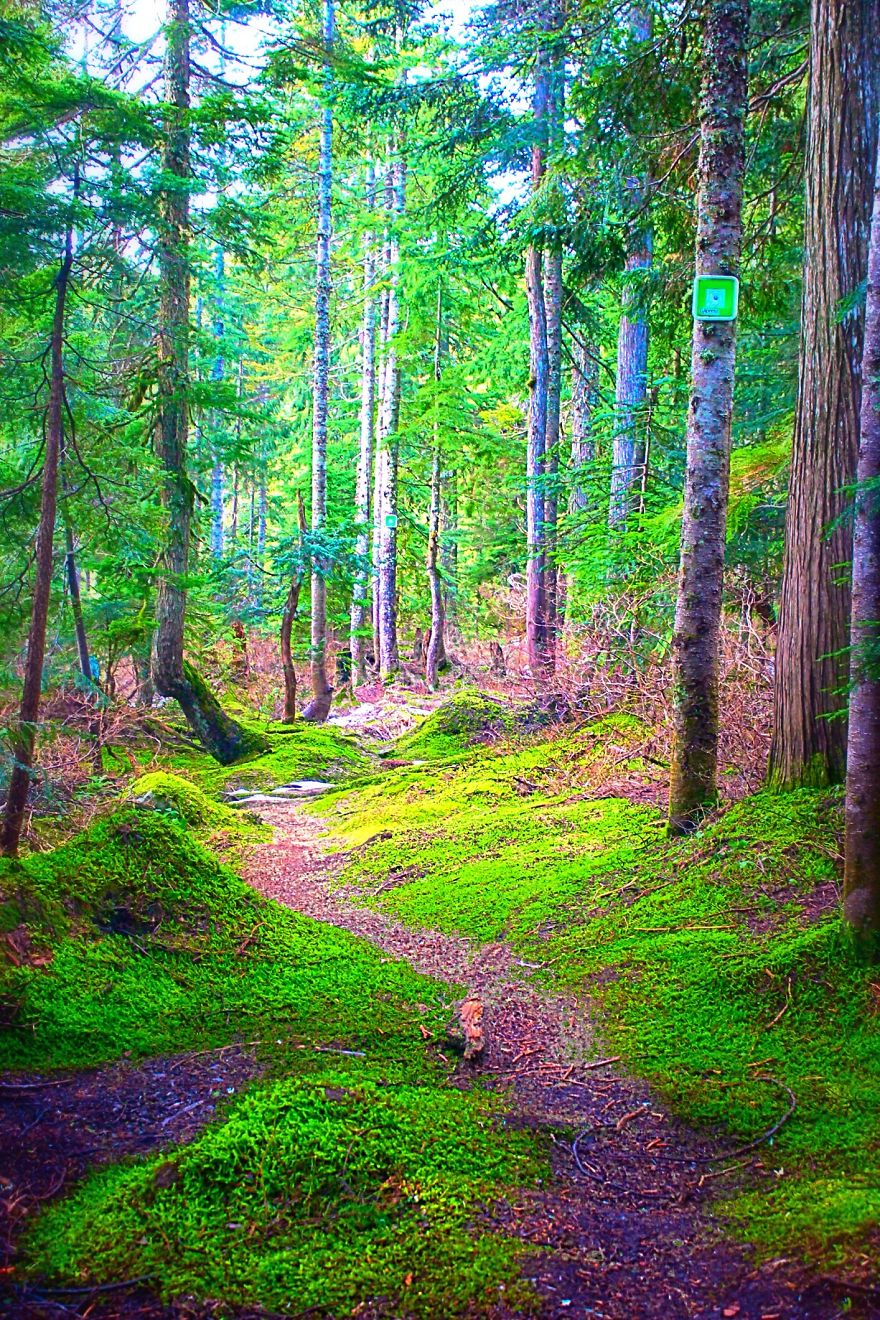 Hollyburn Enchanted Forest, British Columbia