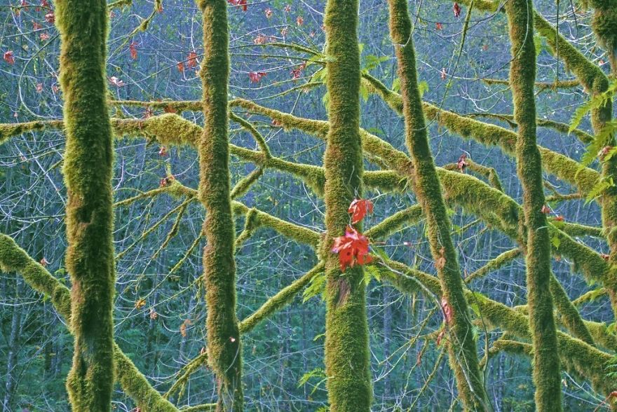 The Mossy Lynn Creek Forest, British Columbia