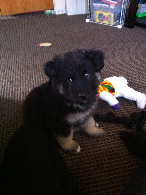 Puppy Bear Lookalike